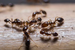 hormigas ants eliminar